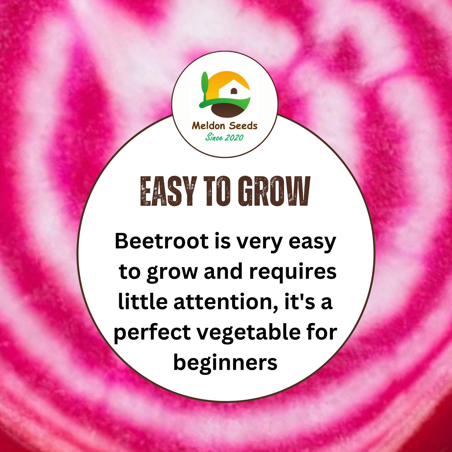 Beetroot Chioggia Seeds x 200 Seeds - Red and White Ringed Beetroot Seeds