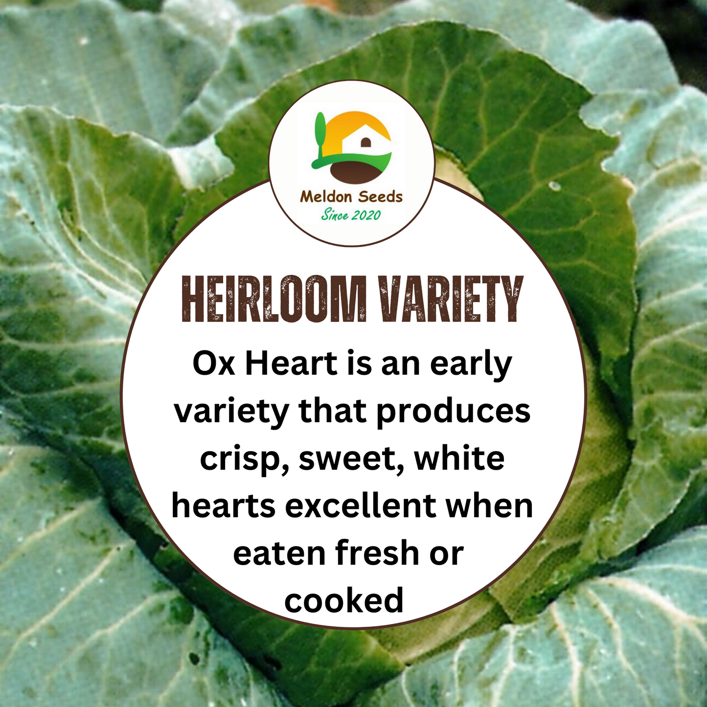 Organic Cabbage Cuor di Bue (Oxheart) 100 Seeds