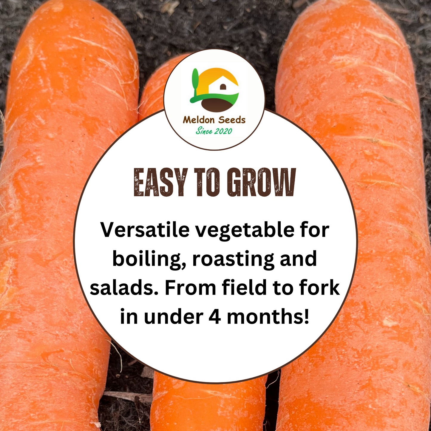 Carrot Early Nantes 1000 Seeds