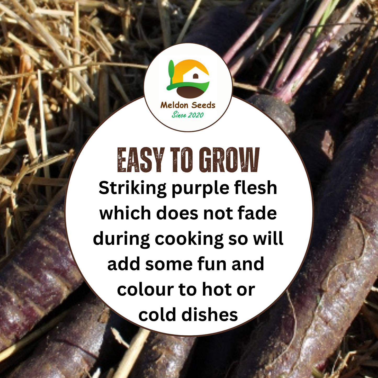 Carrot Purple Sun F1 275 Seeds