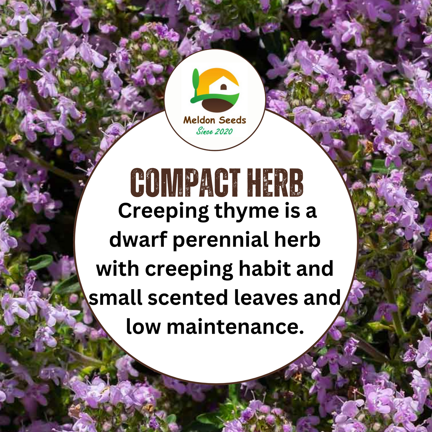 Creeping Thyme Seeds 450 Fresh Herb Seeds with Pink/Purple Flowers