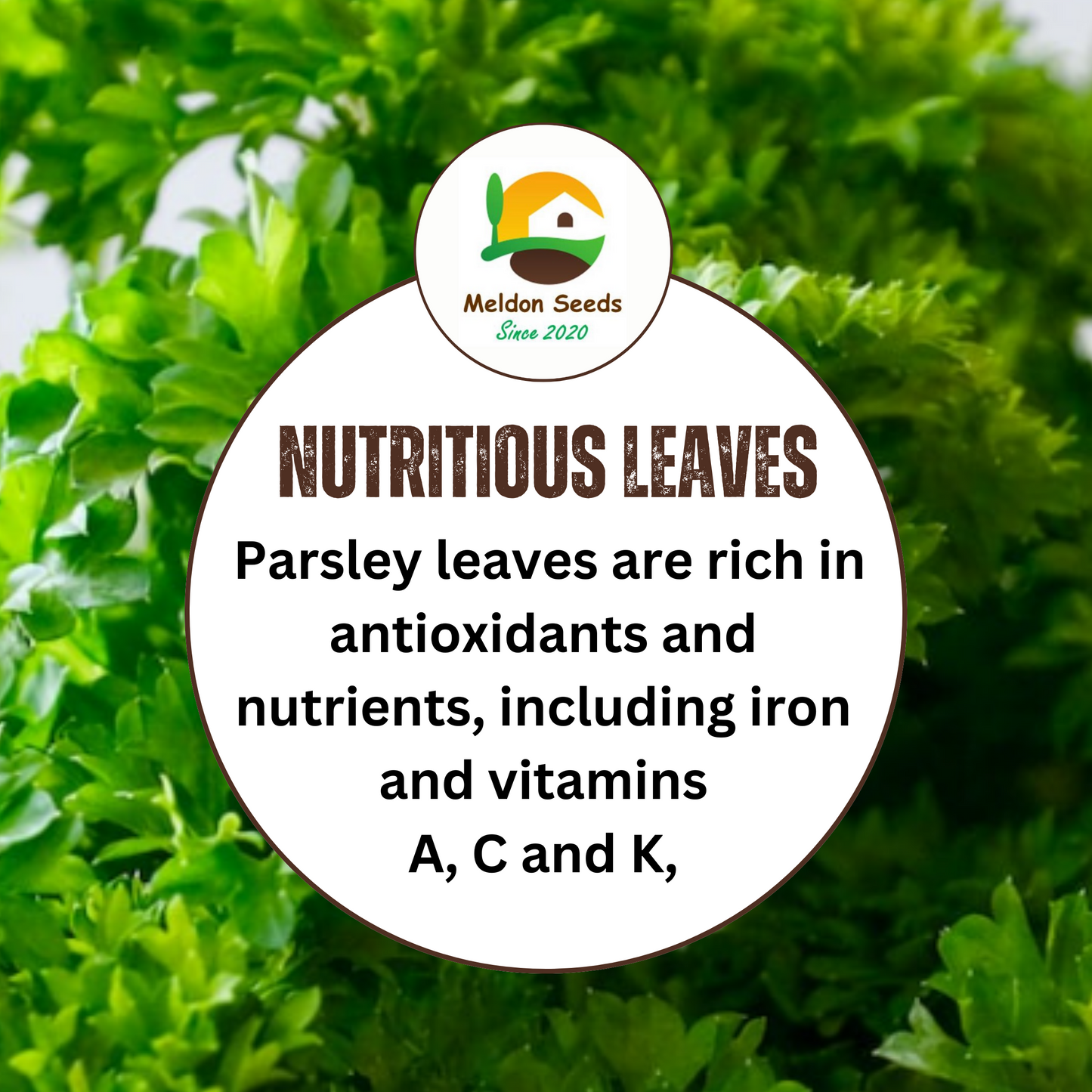 Parsley Triple Curled 500 Seeds