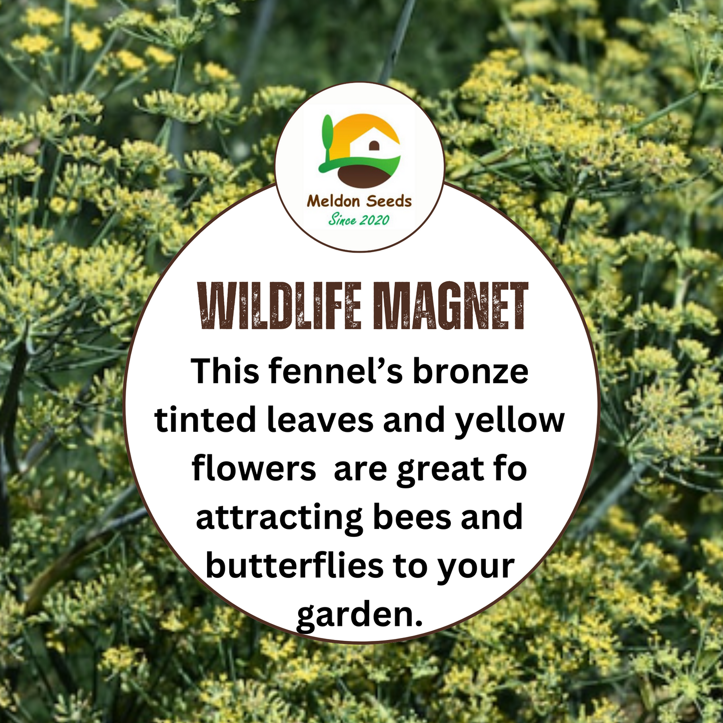 Fennel Bronze 200 Seeds