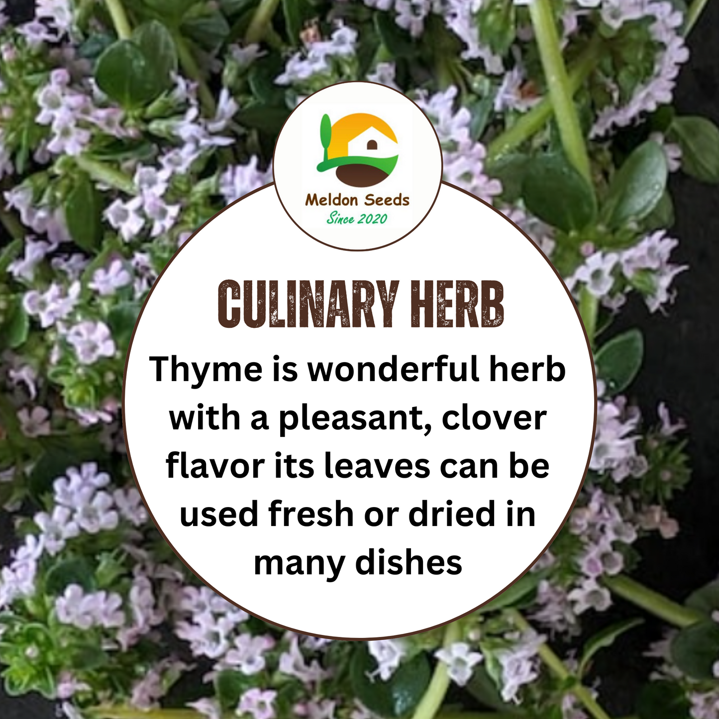 Thyme 450 Seeds