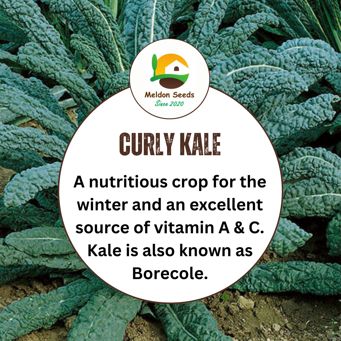 Kale Seeds Nero Di Toscana x 200 Seeds