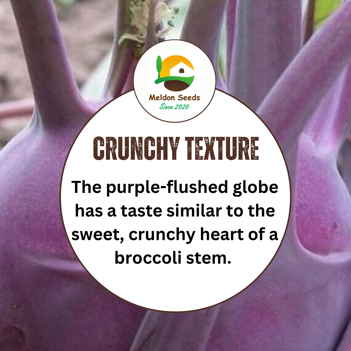 Kohl Rabi Seeds Purple Delicacy - 200 Fresh Kohlrabi Vegetable Seeds UK