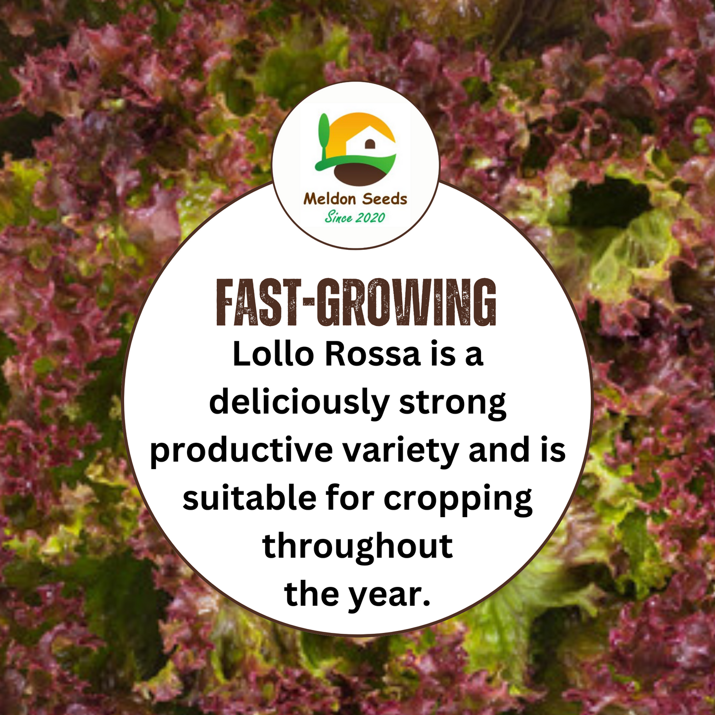 Red Lettuce Lollo Rossa Seeds x 300