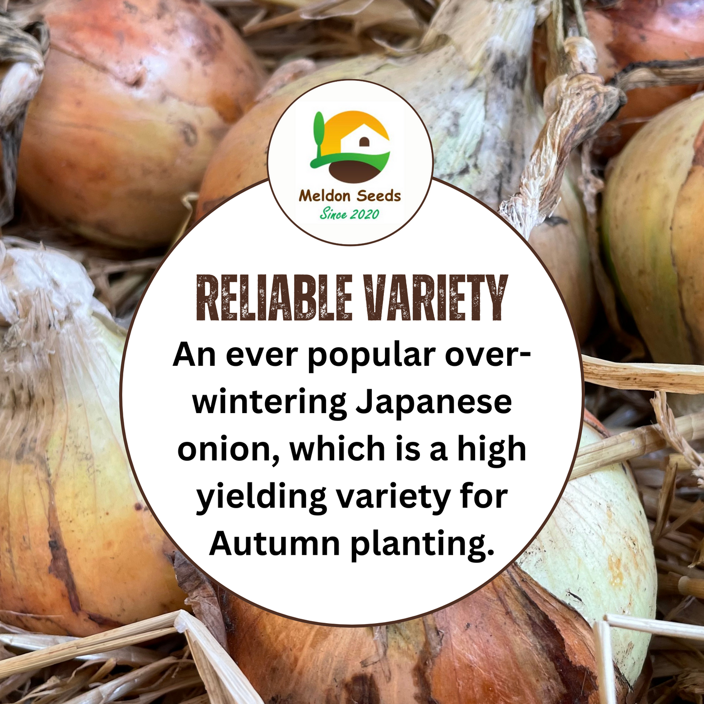 Onion Seeds Senshyu Yellow – 200 Semi-globe Type Onion Seeds – Plant and Grow Your Own Vegetables Ideal for Greenhouse, Garden, Polytunnel, Large Pots or Containers – Packed in The UK by Meldon Seeds