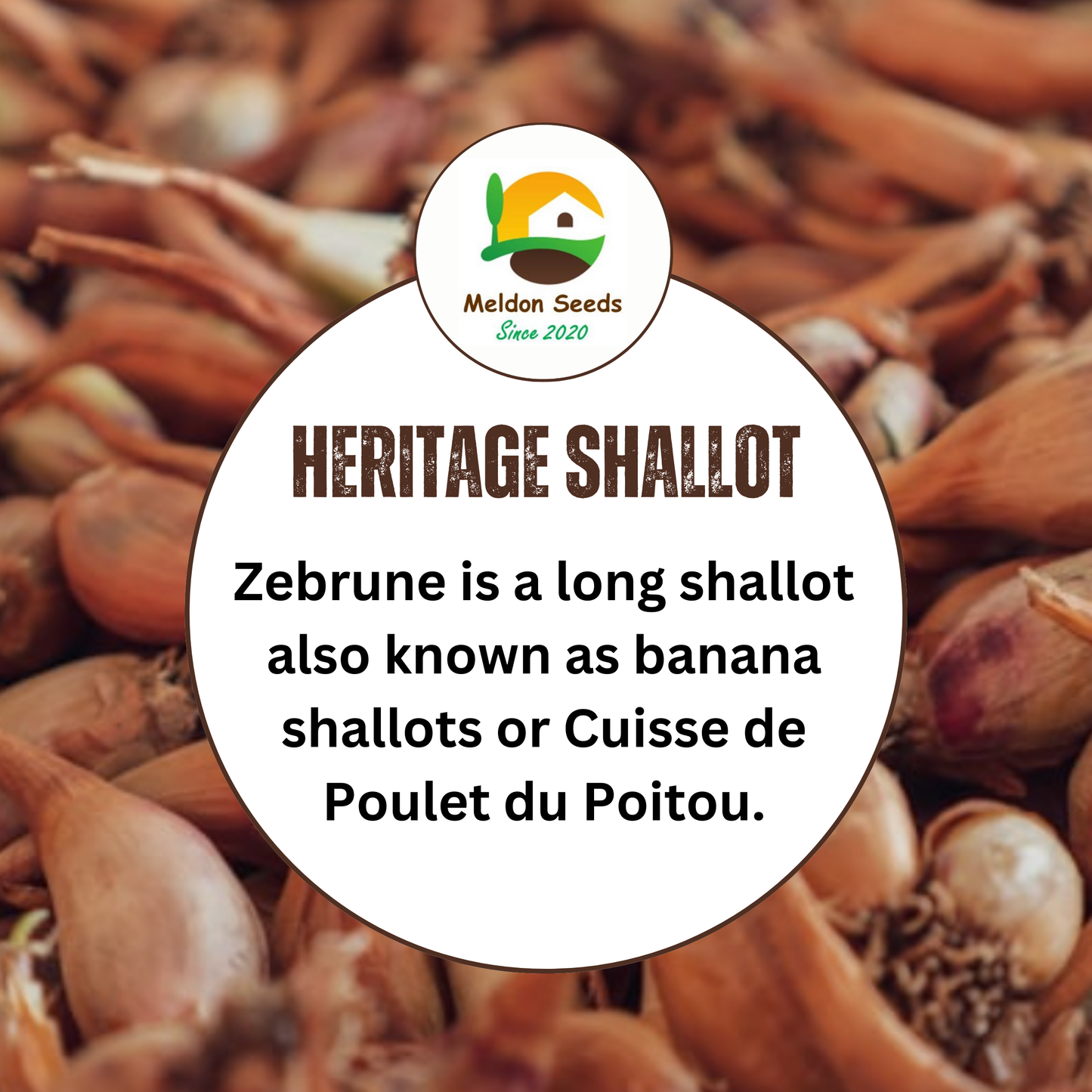 Shallot Seeds (Banana) Shallot Zebrune - 100 Fresh Onion Seeds for Planting UK