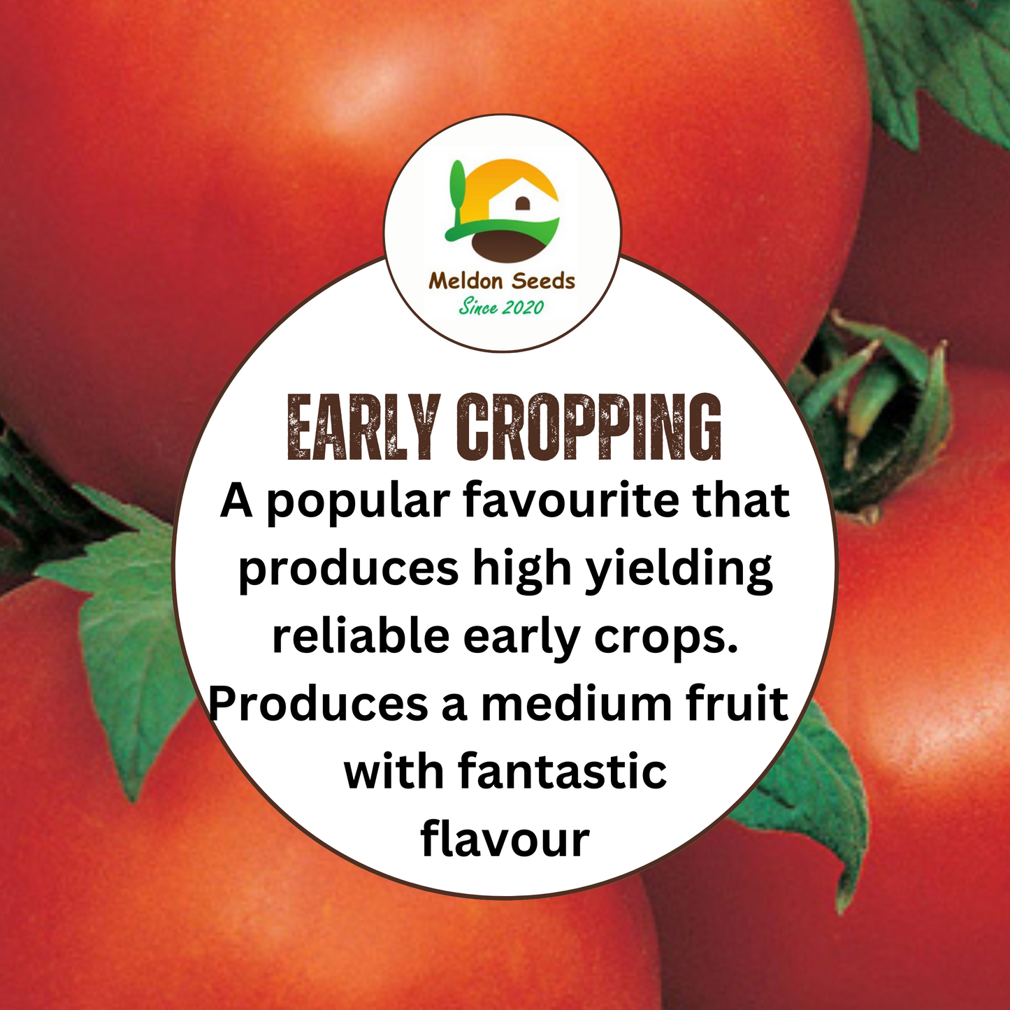 Tomato Ailsa Craig 30 Seeds