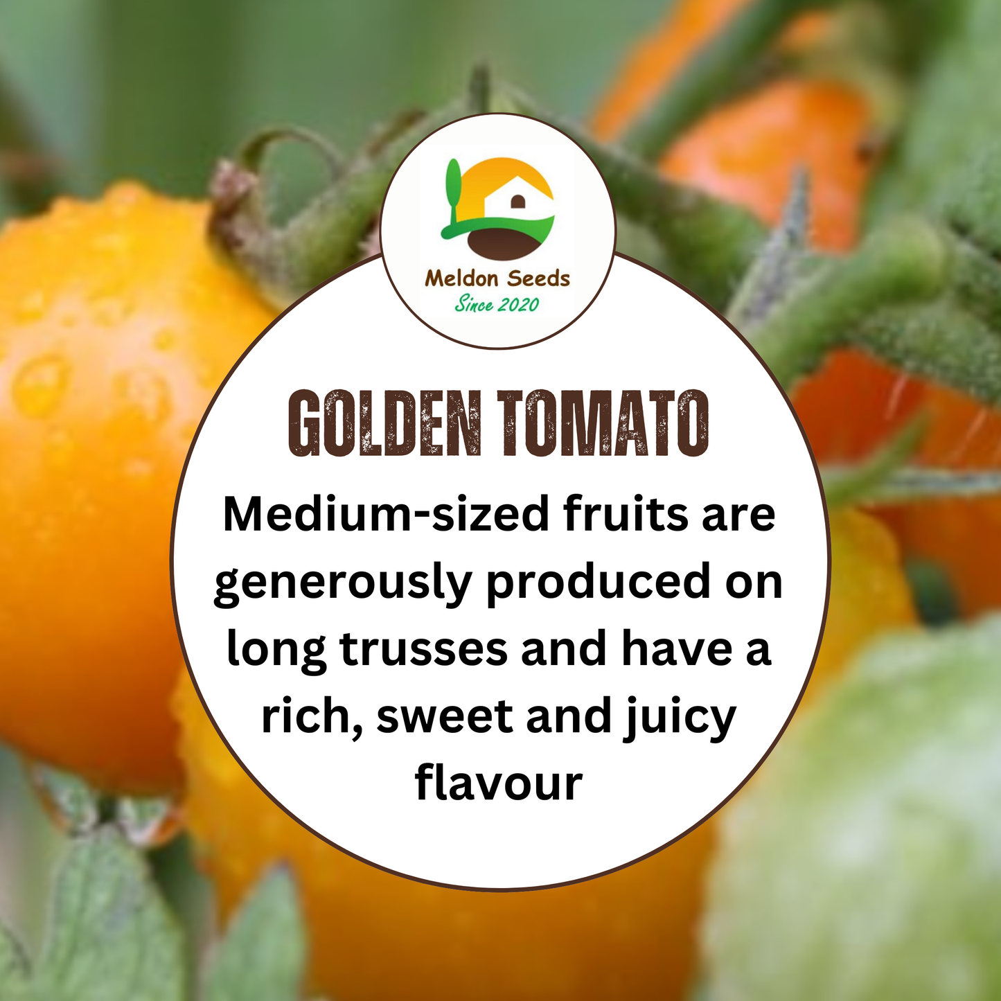 Yellow Tomato Seeds Golden Sunrise - 20 Fresh Vegetable Seeds for Growing UK