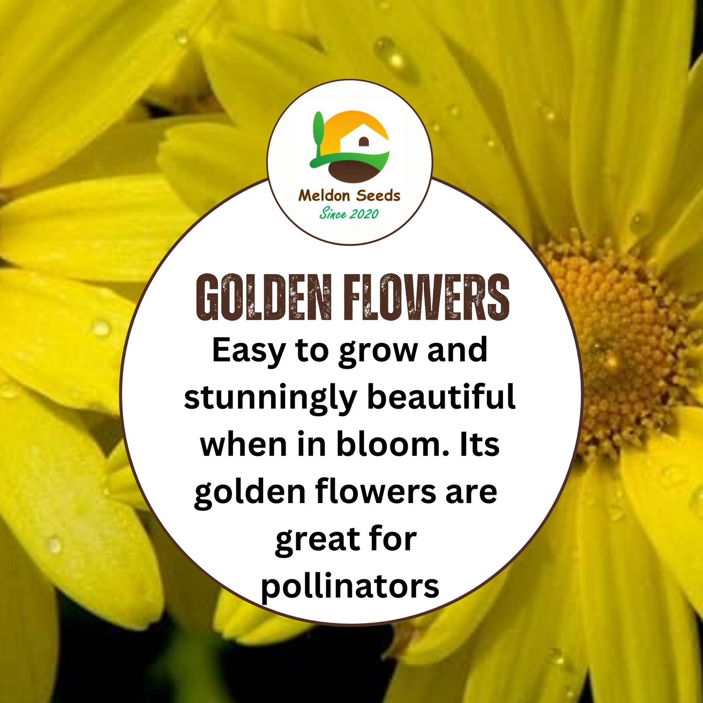 Corn Marigold Seeds - 200 Native UK Wild Flower Seeds for Attracting Birds, Bees, Wildlife, Pollinators, Suitable for Planting and Growing Outdoors in Meadows, Fields and Gardens by Meldon Seeds