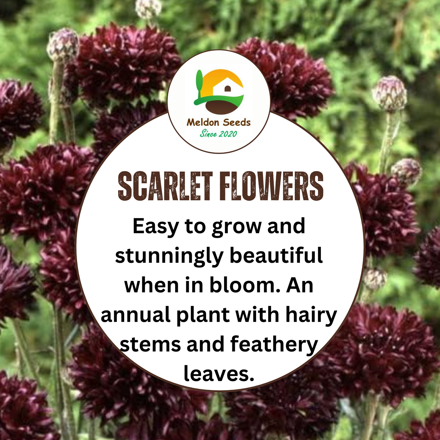 Cornflower Black Ball Seeds - 200 Native UK Wild Flower Seeds for Attracting Birds, Bees, Wildlife, Pollinators, Suitable for Planting and Growing Outdoors in Meadows, Fields, Gardens and Borders