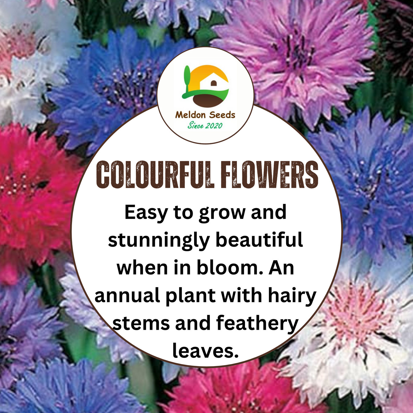 Cornflower Polka Dot Mix Seeds - 200 Native UK Wild Flower Seeds for Attracting Birds, Bees, Wildlife, Pollinators, Suitable for Growing Outdoors in Meadows, Fields and Gardens by Meldon Seeds