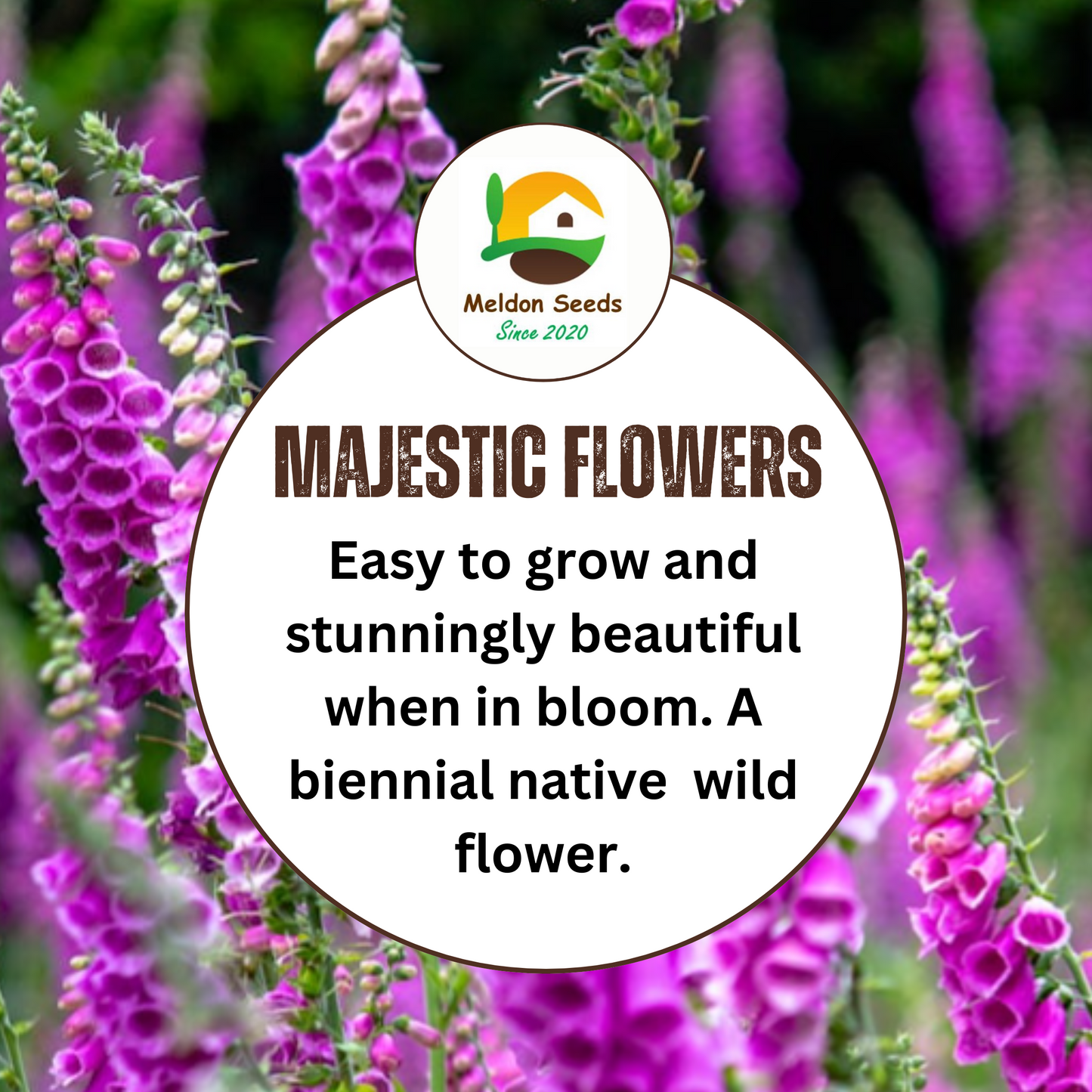 Foxglove Seeds - 200 Native UK Wild Flower Seeds for Attracting Birds, Bees, Wildlife, Pollinators, Suitable for Planting and Growing Outdoors in Meadows, Fields, Gardens and Borders by Meldon Seeds