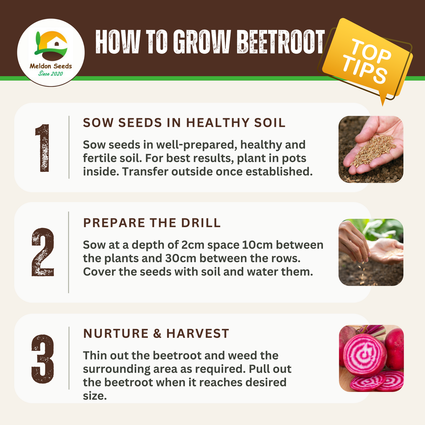 Beetroot Chioggia Seeds x 200 Seeds - Red and White Ringed Beetroot Seeds