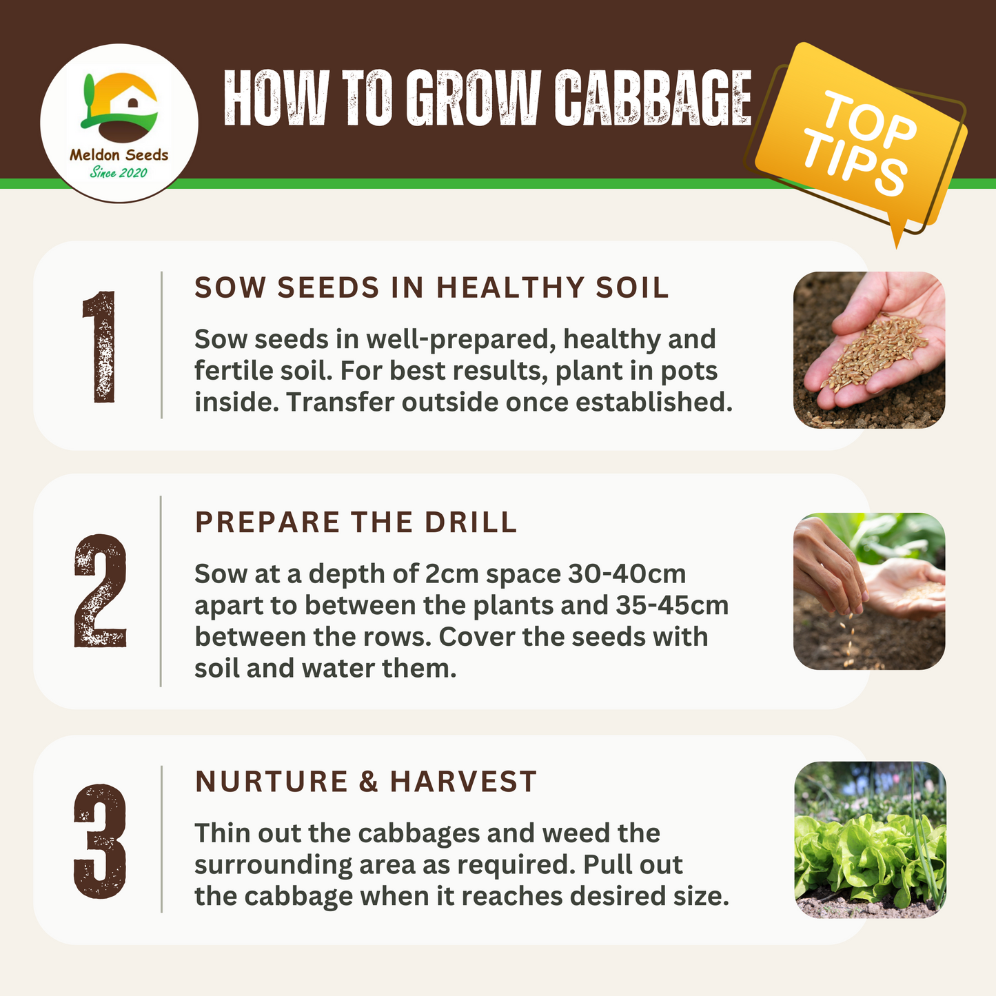 Organic Cabbage Cuor di Bue (Oxheart) 100 Seeds