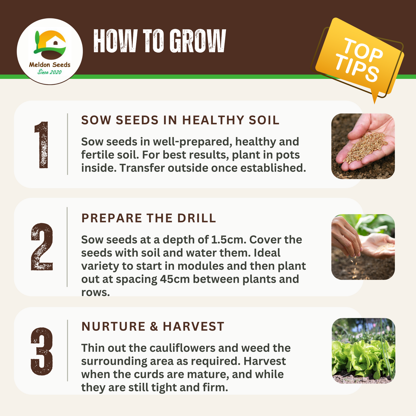 Cauliflower All Year Round 300 Seeds