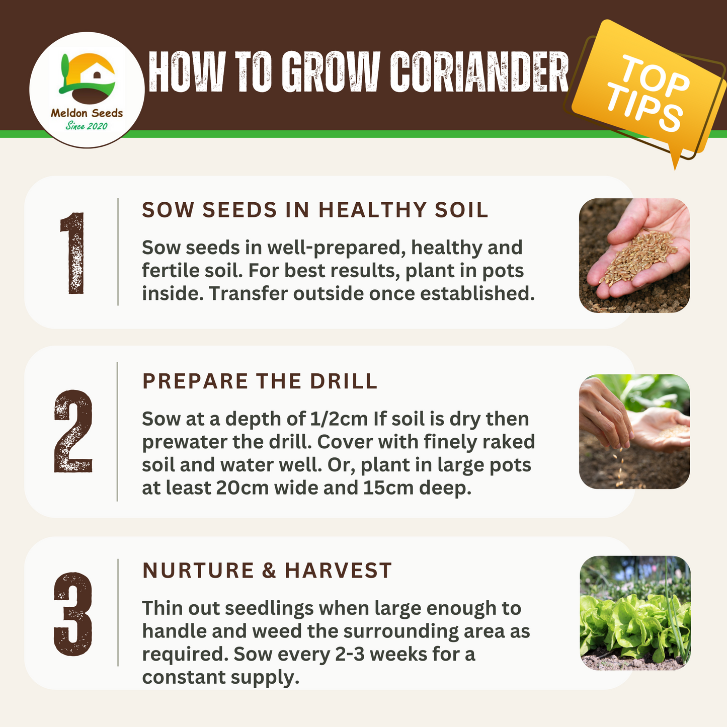 Coriander/Cilantro 250 Seeds