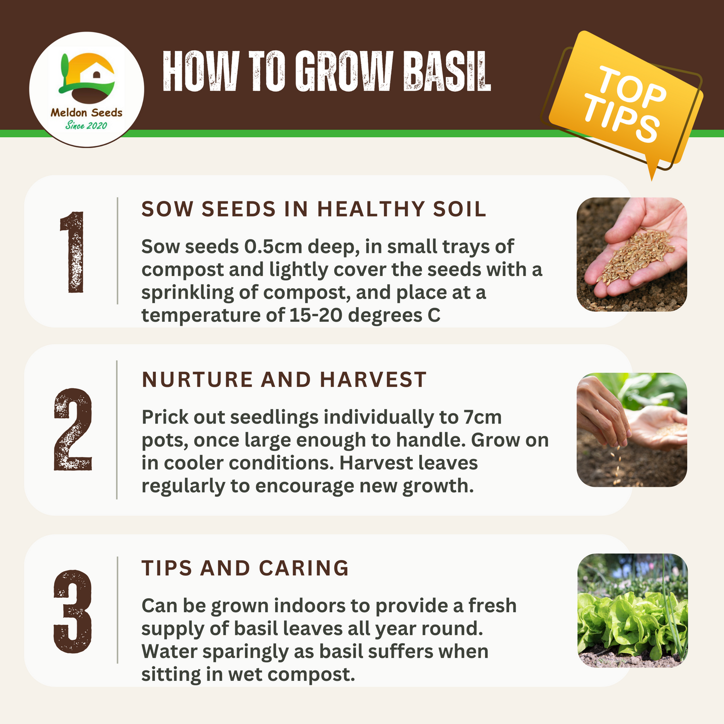 Basil Classic Italian 500 Seeds