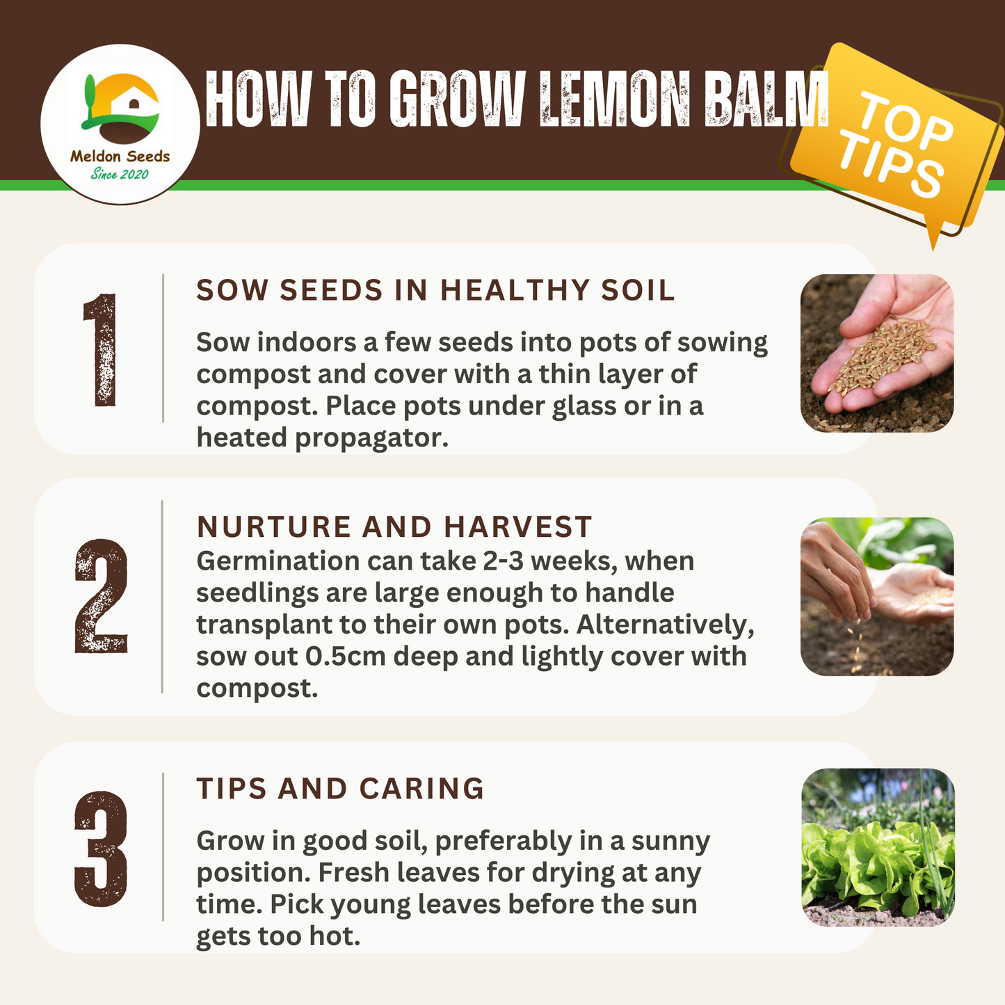 Lemon Balm 400 Seeds
