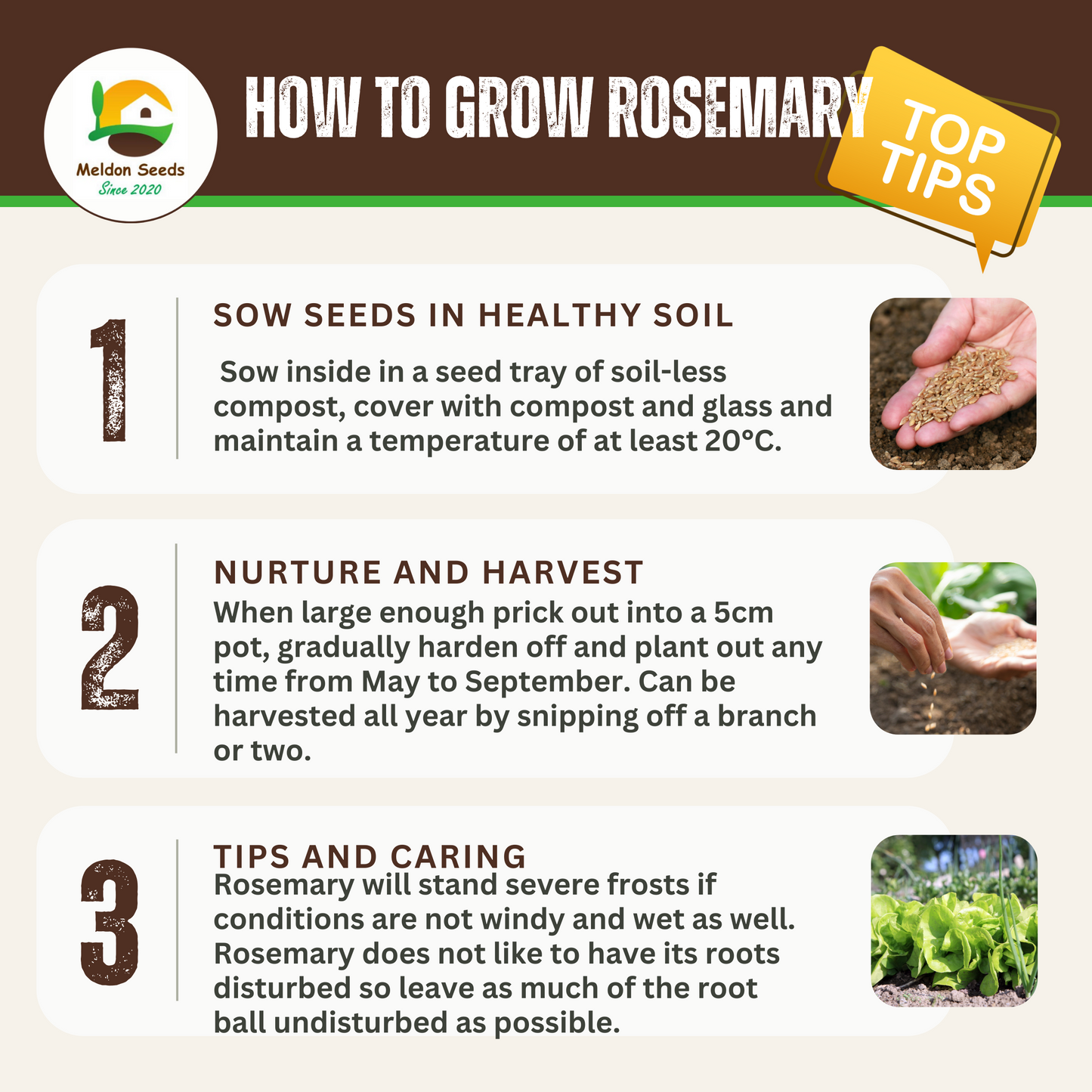 Rosemary 50 Seeds