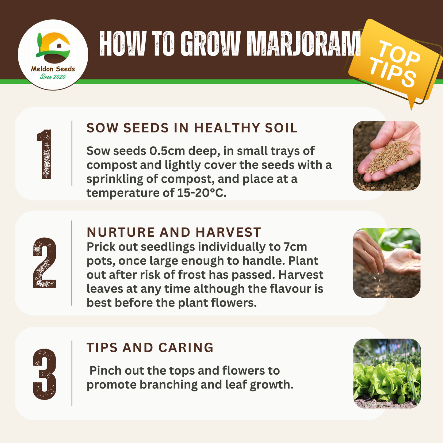 Marjoram Sweet 400 Seeds