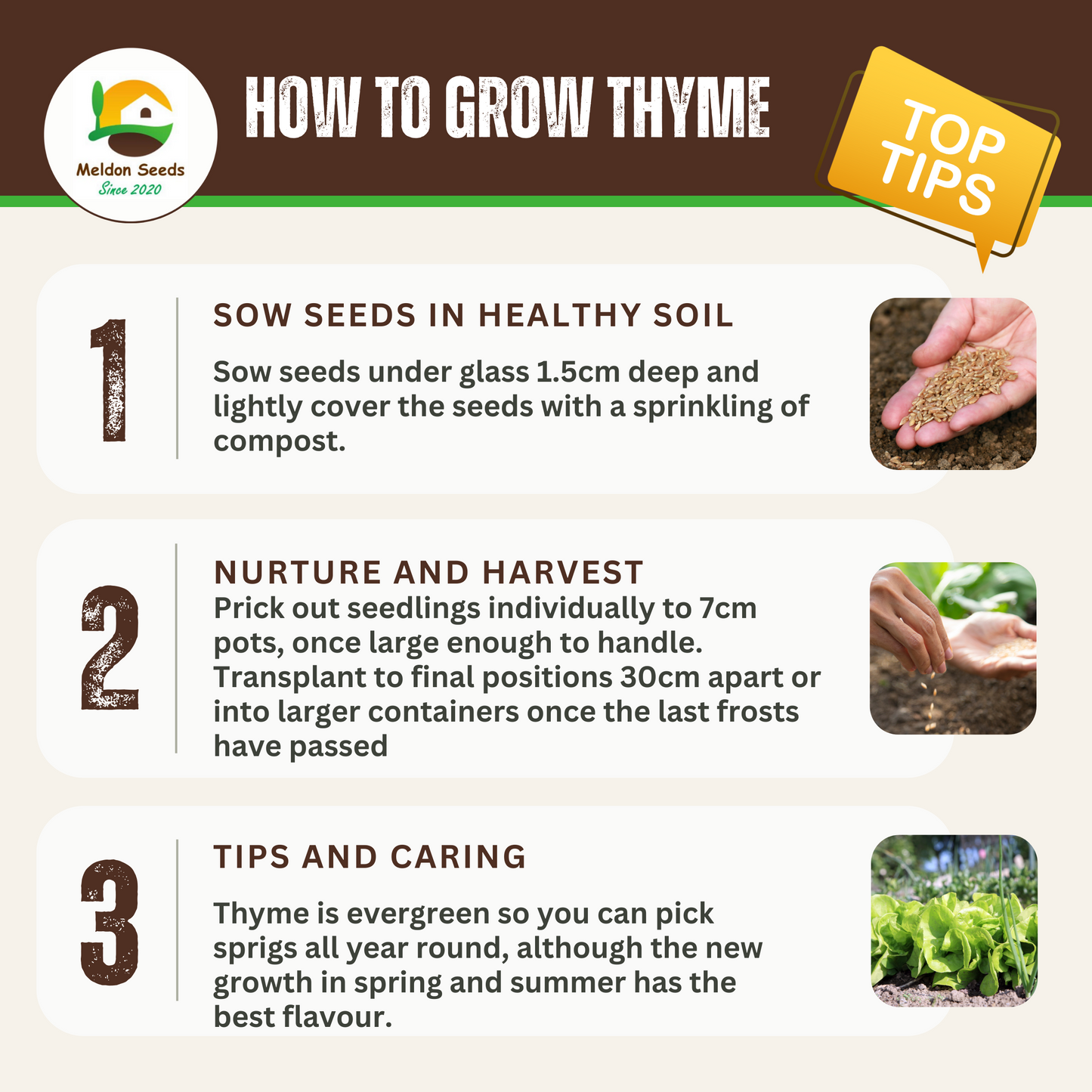 Thyme 450 Seeds