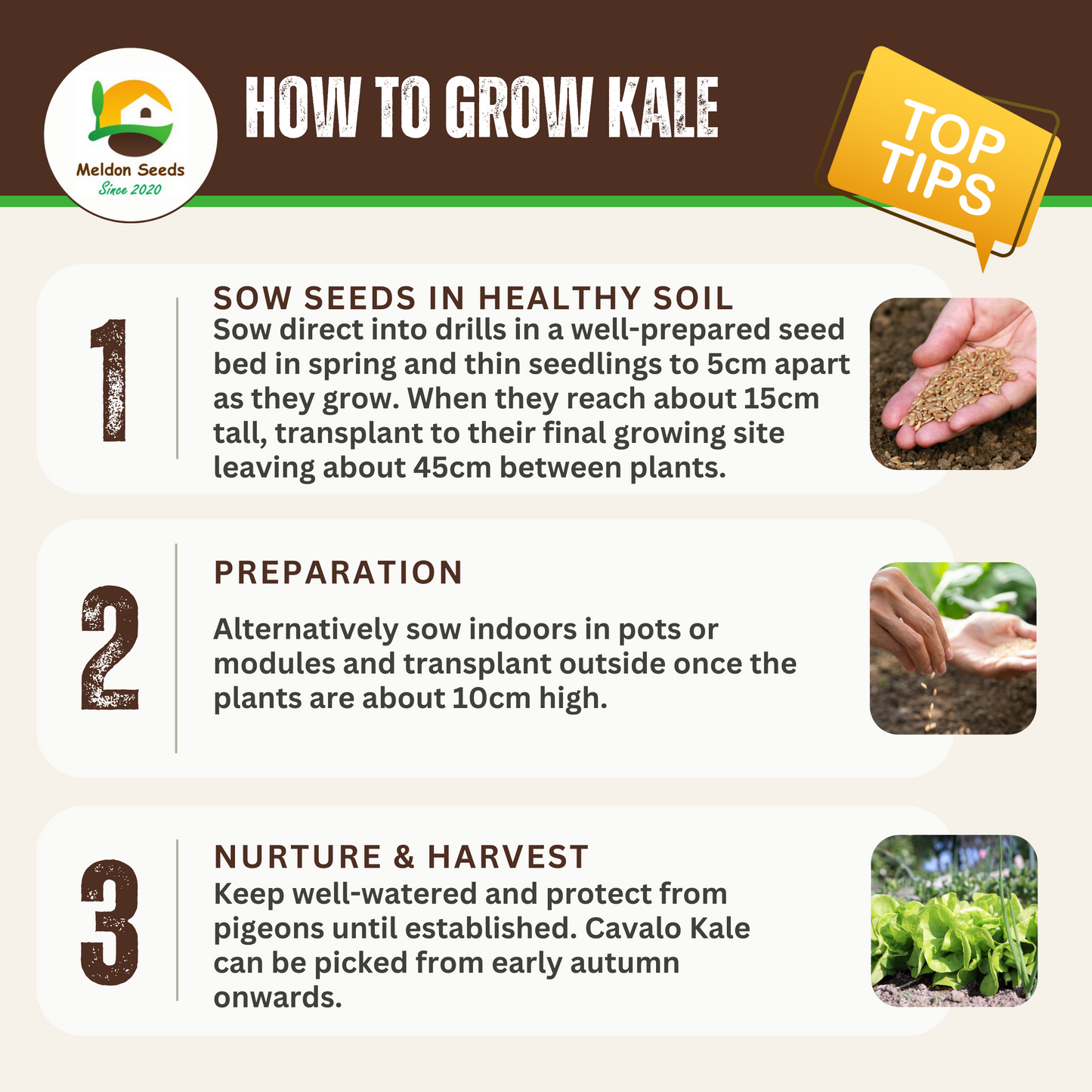 Kale Seeds Nero Di Toscana x 200 Seeds