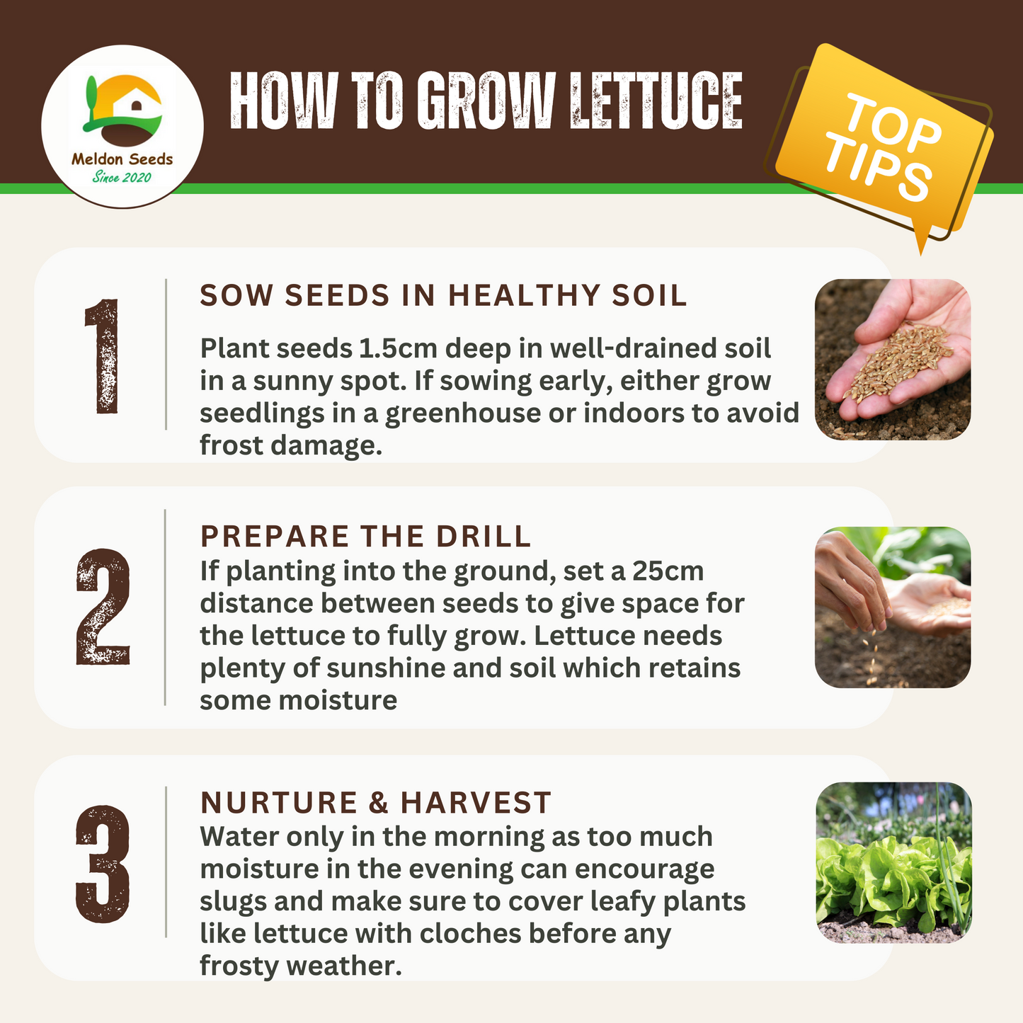 Red Lettuce Lollo Rossa Seeds x 300