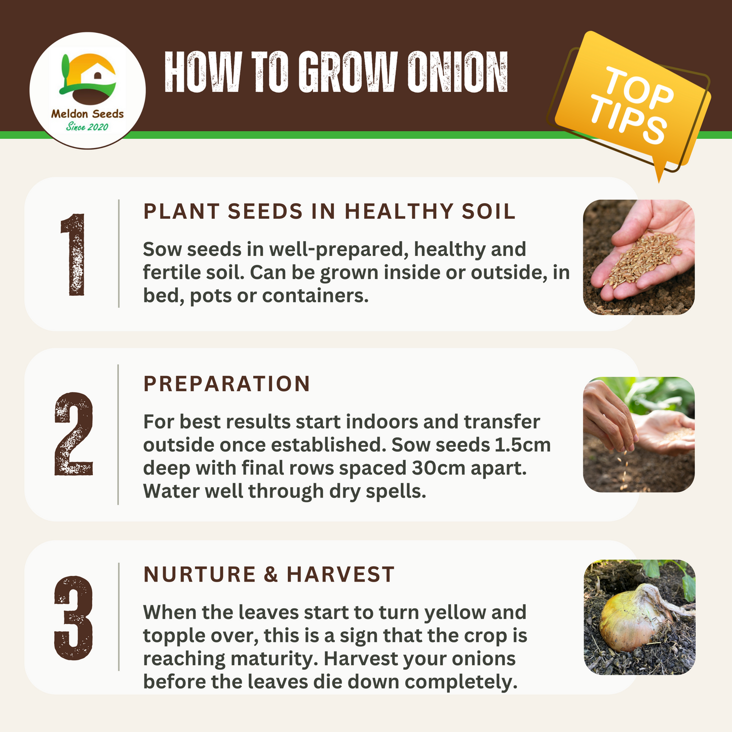 Onion Seeds Senshyu Yellow – 200 Semi-globe Type Onion Seeds – Plant and Grow Your Own Vegetables Ideal for Greenhouse, Garden, Polytunnel, Large Pots or Containers – Packed in The UK by Meldon Seeds