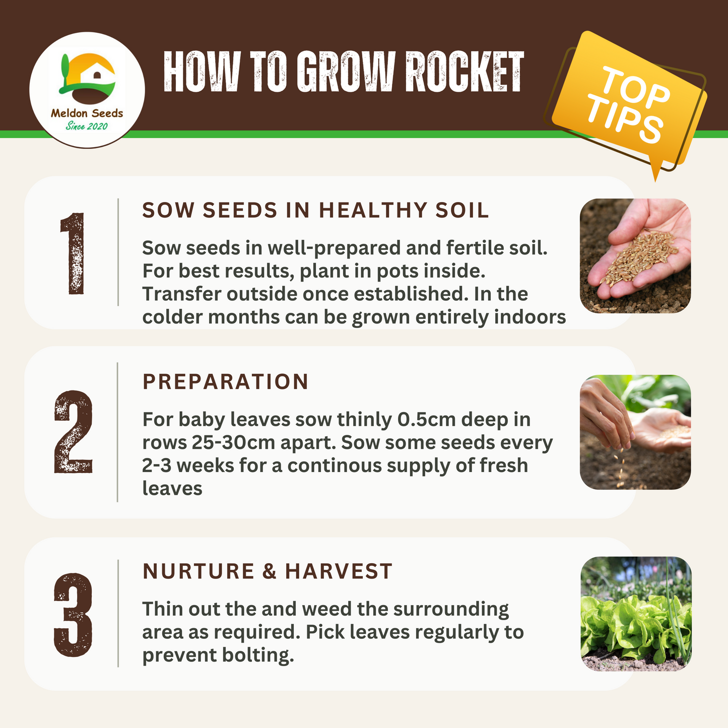 Wild Rocket 500 Seeds