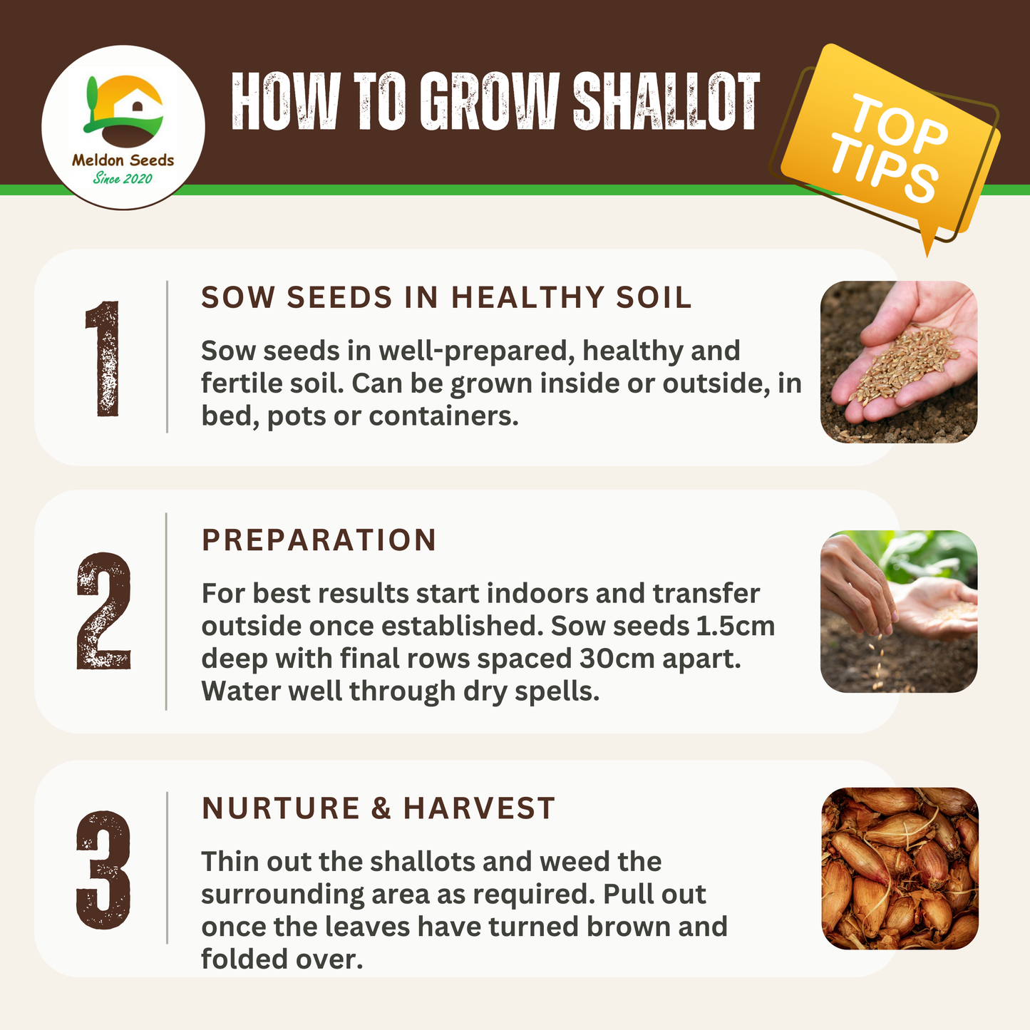 Shallot Seeds (Banana) Shallot Zebrune - 100 Fresh Onion Seeds for Planting UK