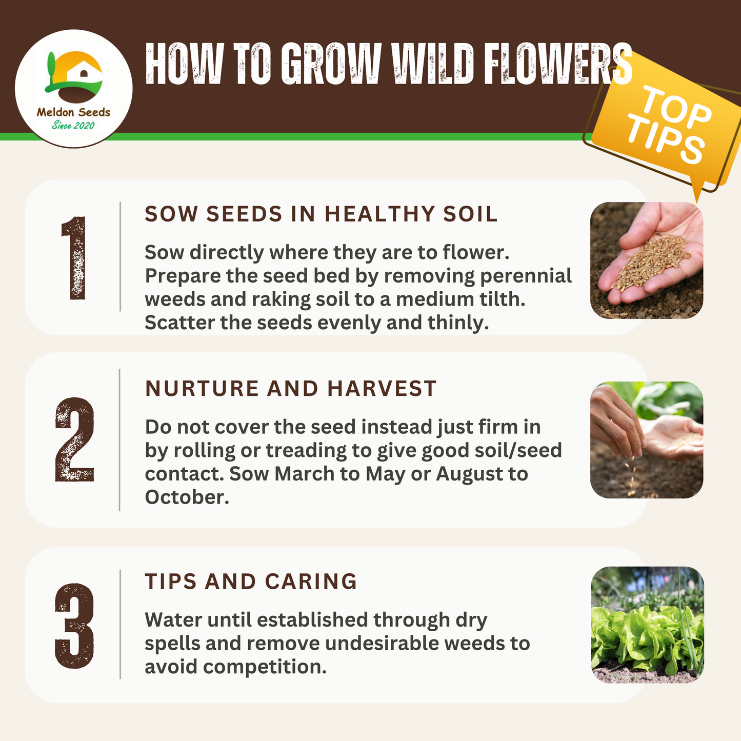 Wild Flowers Birds and Bees Mix 2.5g Seeds