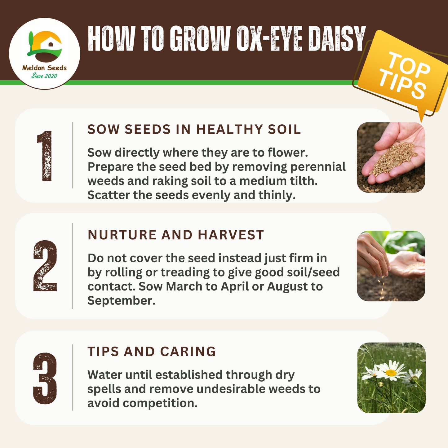 Wild Chamomile Seeds - 1000 Native UK Wild Flower Seeds for Attracting Birds, Bees, Wildlife, Pollinators, Suitable for Planting and Growing Outdoors in Meadows, Fields, Gardens and Borders - Packed in The UK by Meldon Seeds