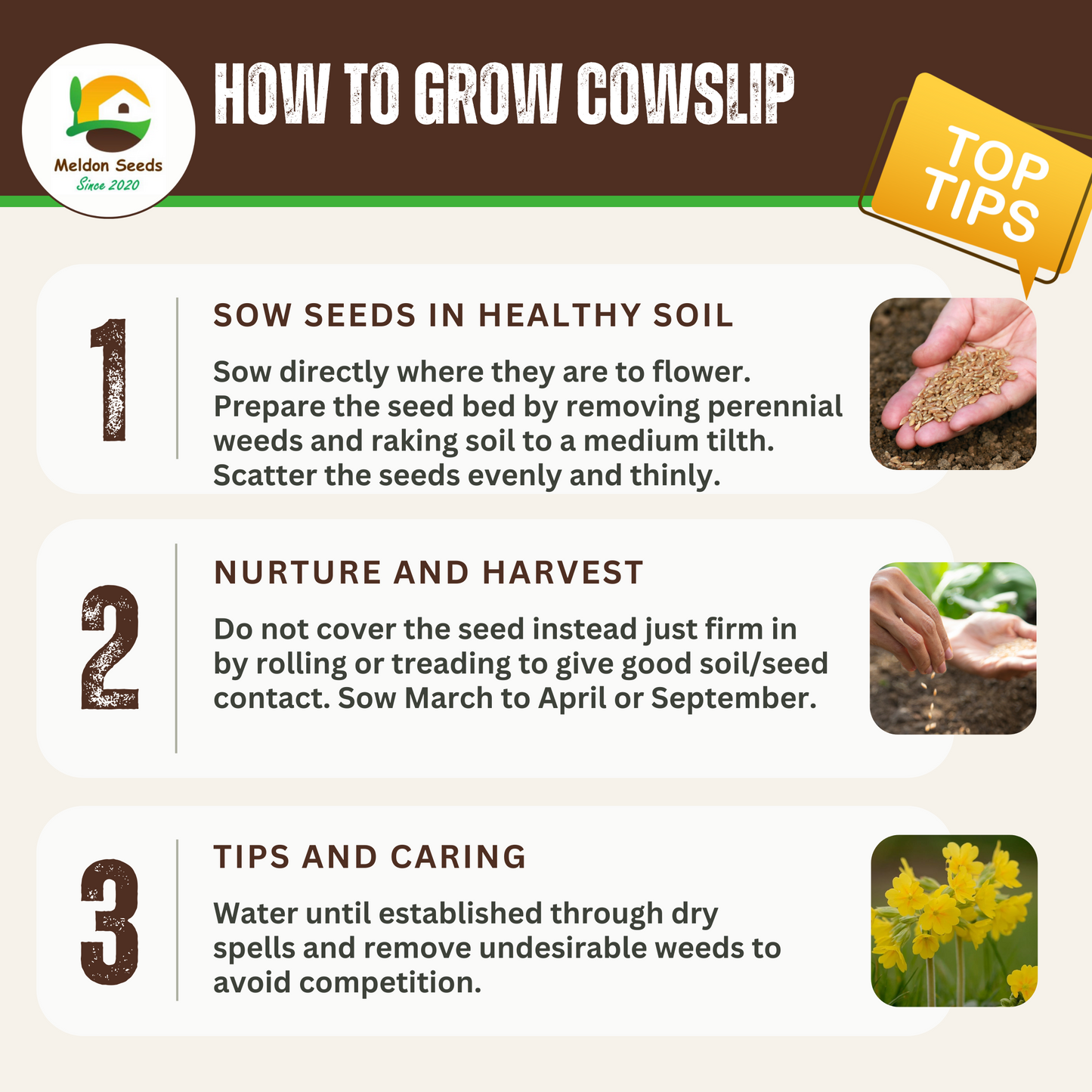 Cowslip Seeds - 100 Native UK Wild Flower Seeds for Attracting Birds, Bees, Wildlife, Pollinators, Suitable for Planting and Growing Outdoors in Meadows, Fields, Gardens and Borders by Meldon Seeds