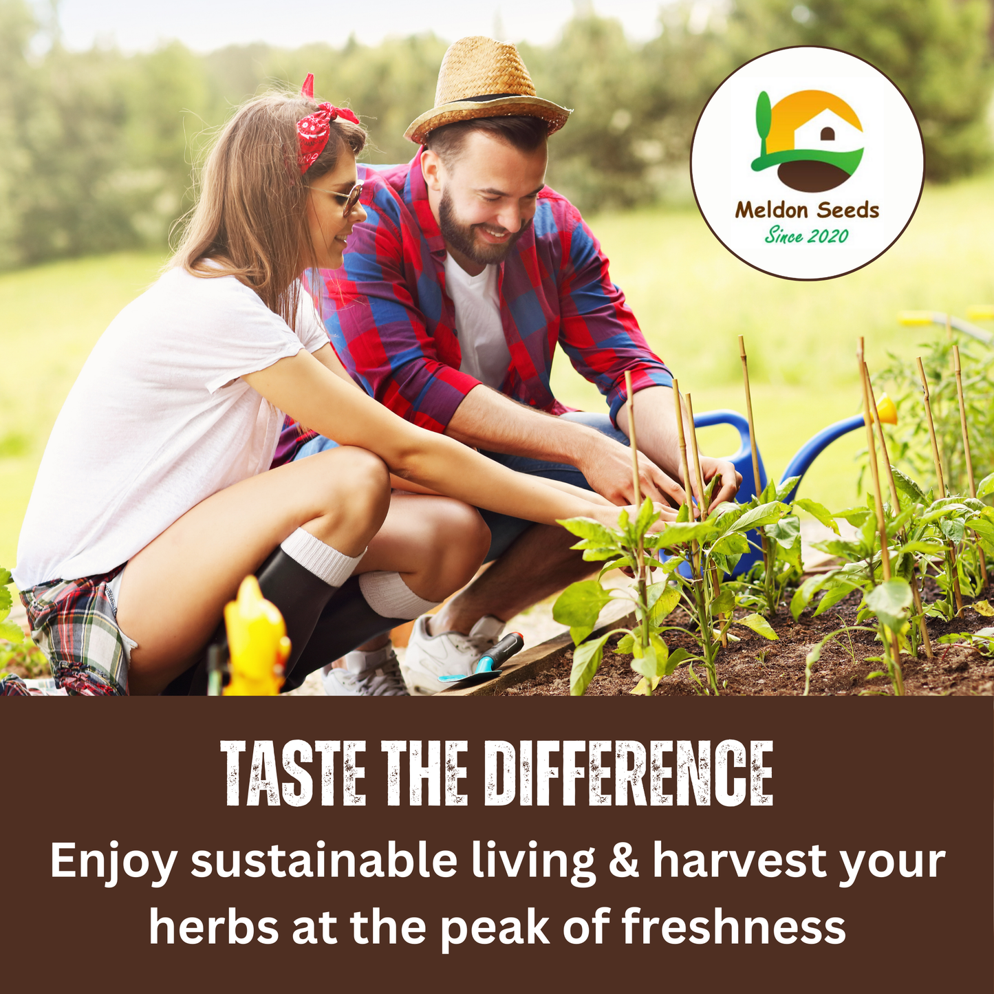 Garden Mint Seeds - 400 Fresh Herb Seeds