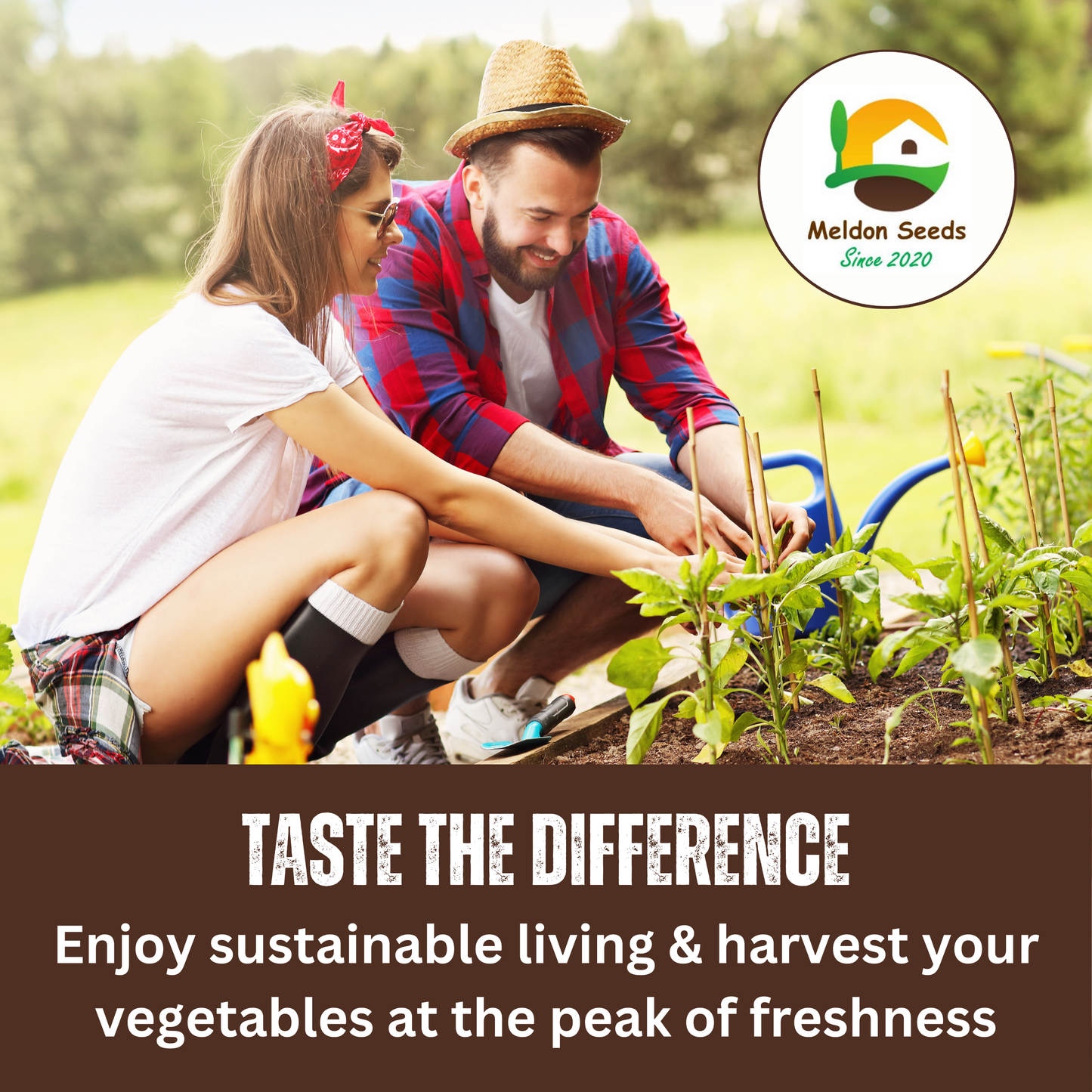 Onion Seeds Red Brunswick 200 Fresh Vegetable Seeds