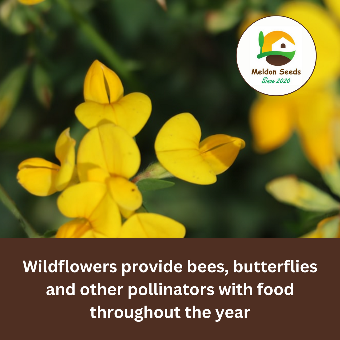 Birdsfoot Trefoil Seeds - 300 Native UK Wild Flower Seeds for Attracting Birds, Bees, Wildlife, Pollinators, Suitable for Planting and Growing Outdoors in Meadows, Fields and Gardens by Meldon Seeds