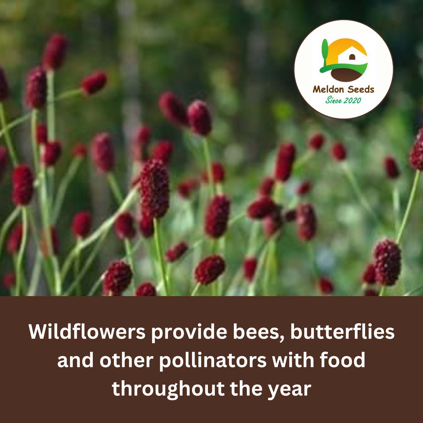 Salad Burnet Seeds - 130 Native UK Wild Flower Seeds for Attracting Birds, Bees, Wildlife, Pollinators, Suitable for Planting and Growing Outdoors in Meadows, Fields and Gardens by Meldon Seeds