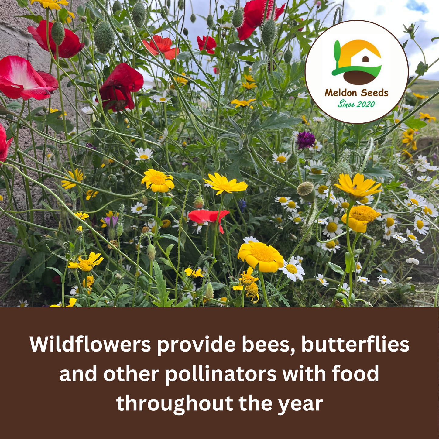 Wild Chamomile Seeds - 1000 Native UK Wild Flower Seeds for Attracting Birds, Bees, Wildlife, Pollinators, Suitable for Planting and Growing Outdoors in Meadows, Fields, Gardens and Borders - Packed in The UK by Meldon Seeds