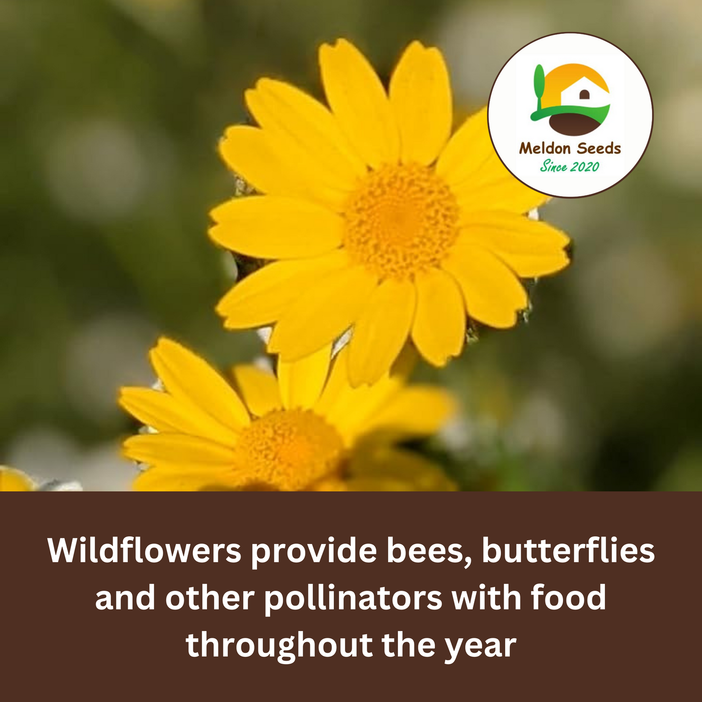 Corn Marigold Seeds - 200 Native UK Wild Flower Seeds for Attracting Birds, Bees, Wildlife, Pollinators, Suitable for Planting and Growing Outdoors in Meadows, Fields and Gardens by Meldon Seeds