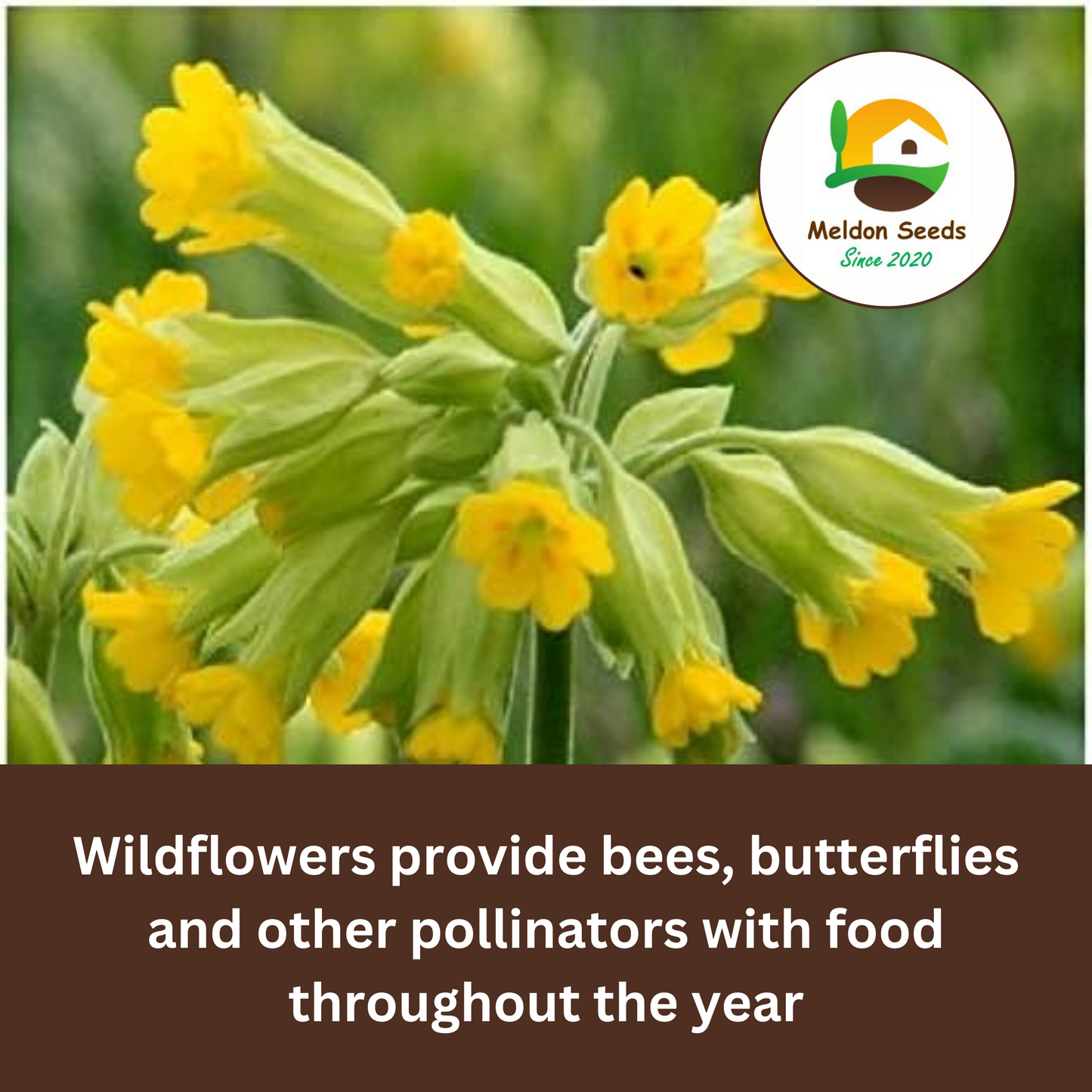 Cowslip Seeds - 100 Native UK Wild Flower Seeds for Attracting Birds, Bees, Wildlife, Pollinators, Suitable for Planting and Growing Outdoors in Meadows, Fields, Gardens and Borders by Meldon Seeds
