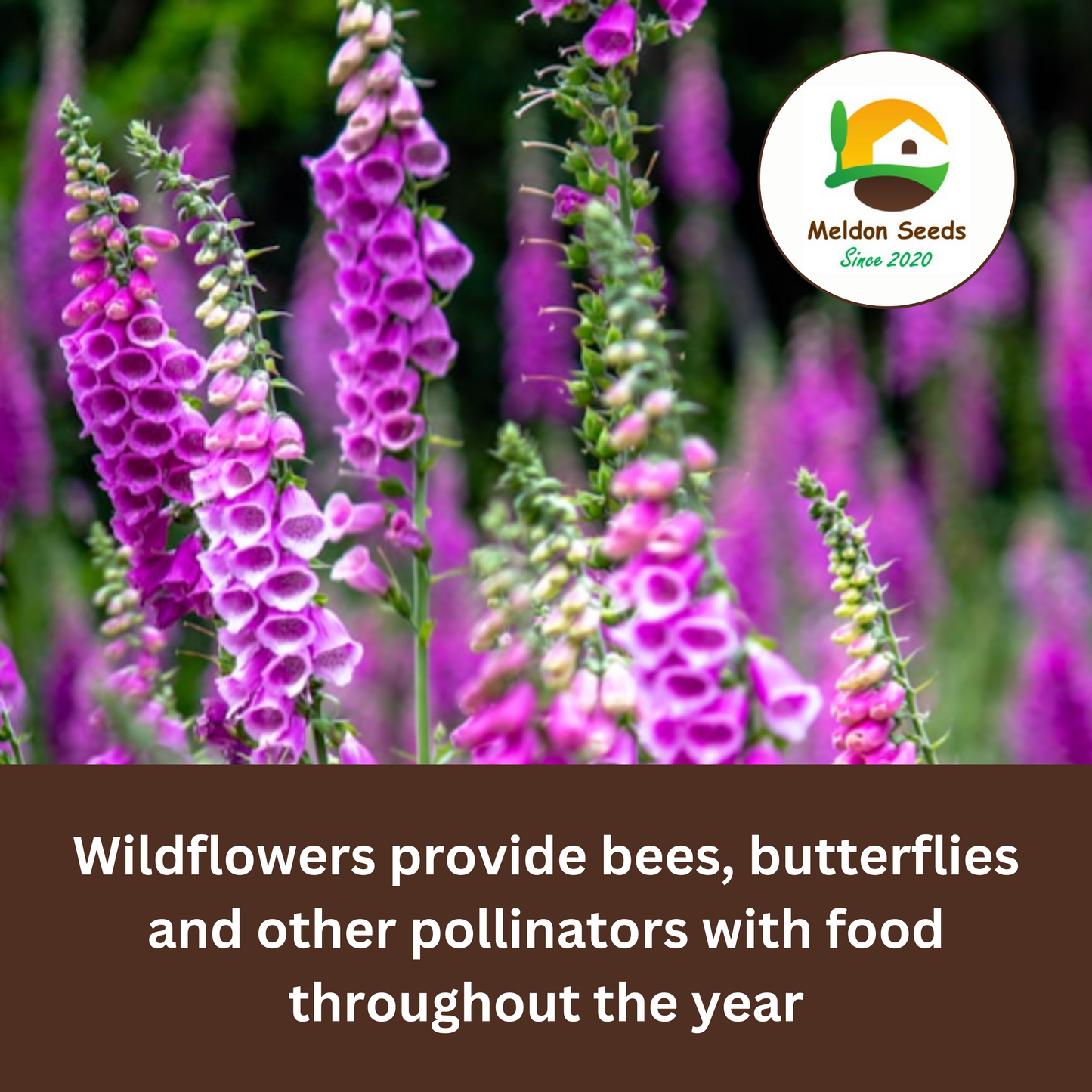 Foxglove Seeds - 200 Native UK Wild Flower Seeds for Attracting Birds, Bees, Wildlife, Pollinators, Suitable for Planting and Growing Outdoors in Meadows, Fields, Gardens and Borders by Meldon Seeds