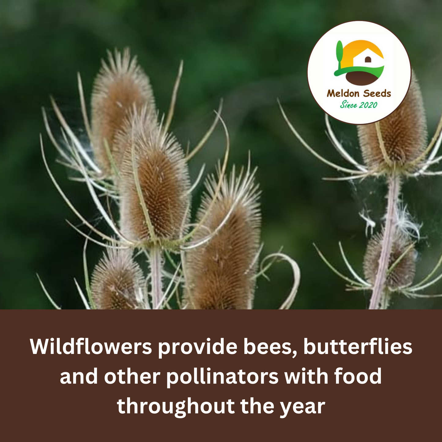Teasel Seeds - 80 Native UK Wild Flower Seeds for Attracting Birds, Bees, Wildlife, Pollinators, Suitable for Planting and Growing Outdoors in Meadows, Fields, Gardens and Borders by Meldon Seeds