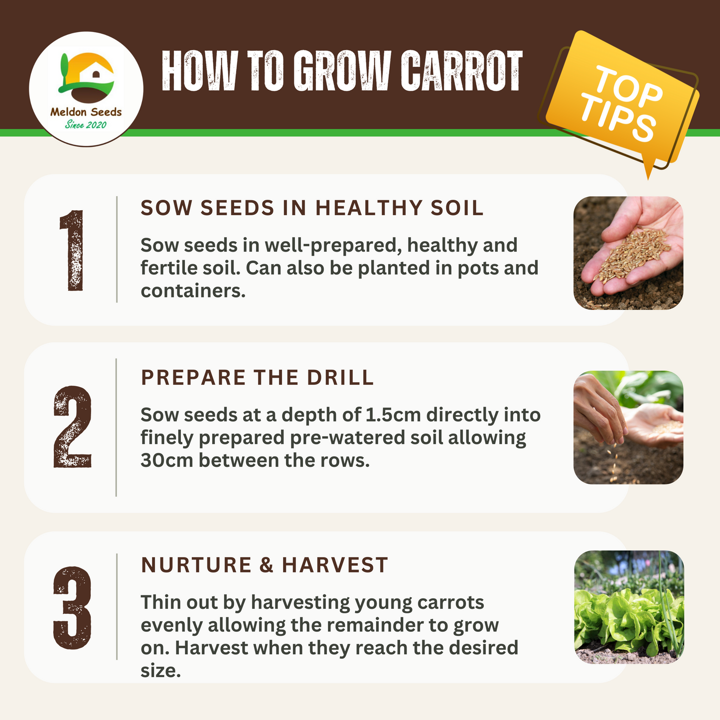 Summer Salad Vegetable Collection. 6 Easy to Grow Vegetable Varieties