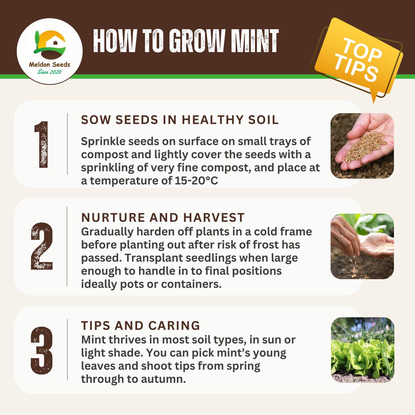 Perfect for Pots Herb Seed Starter Bundle 6 Easy to Grow Herbs Ideal from Growing Indoors in Pots or Containers