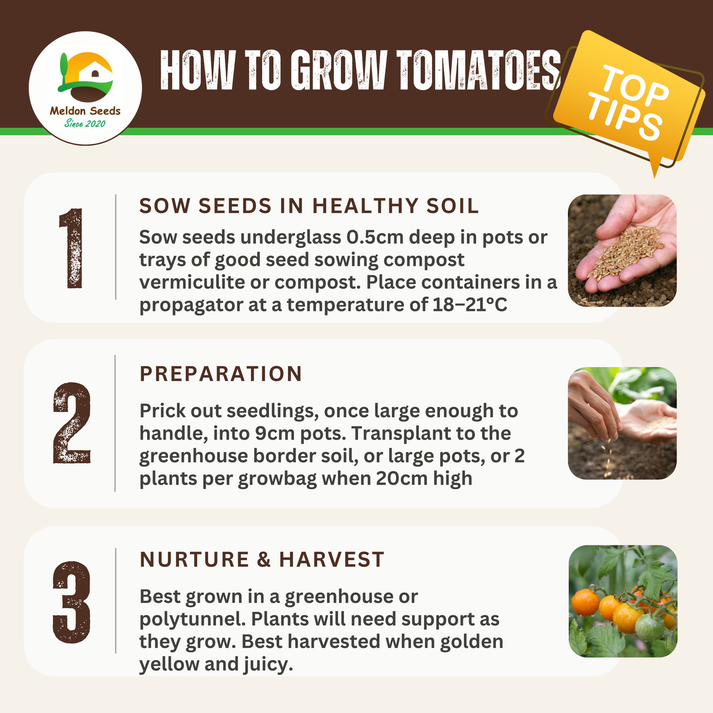 Rainbow Vegetables Collection. 5 Colourful Vegetable Varieties.