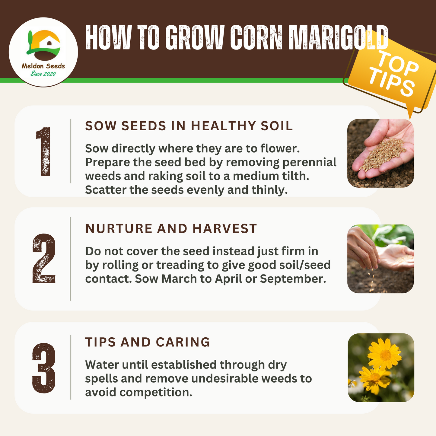 Wildlife Attractive Collection. 5 Native Wild Flower Varieties