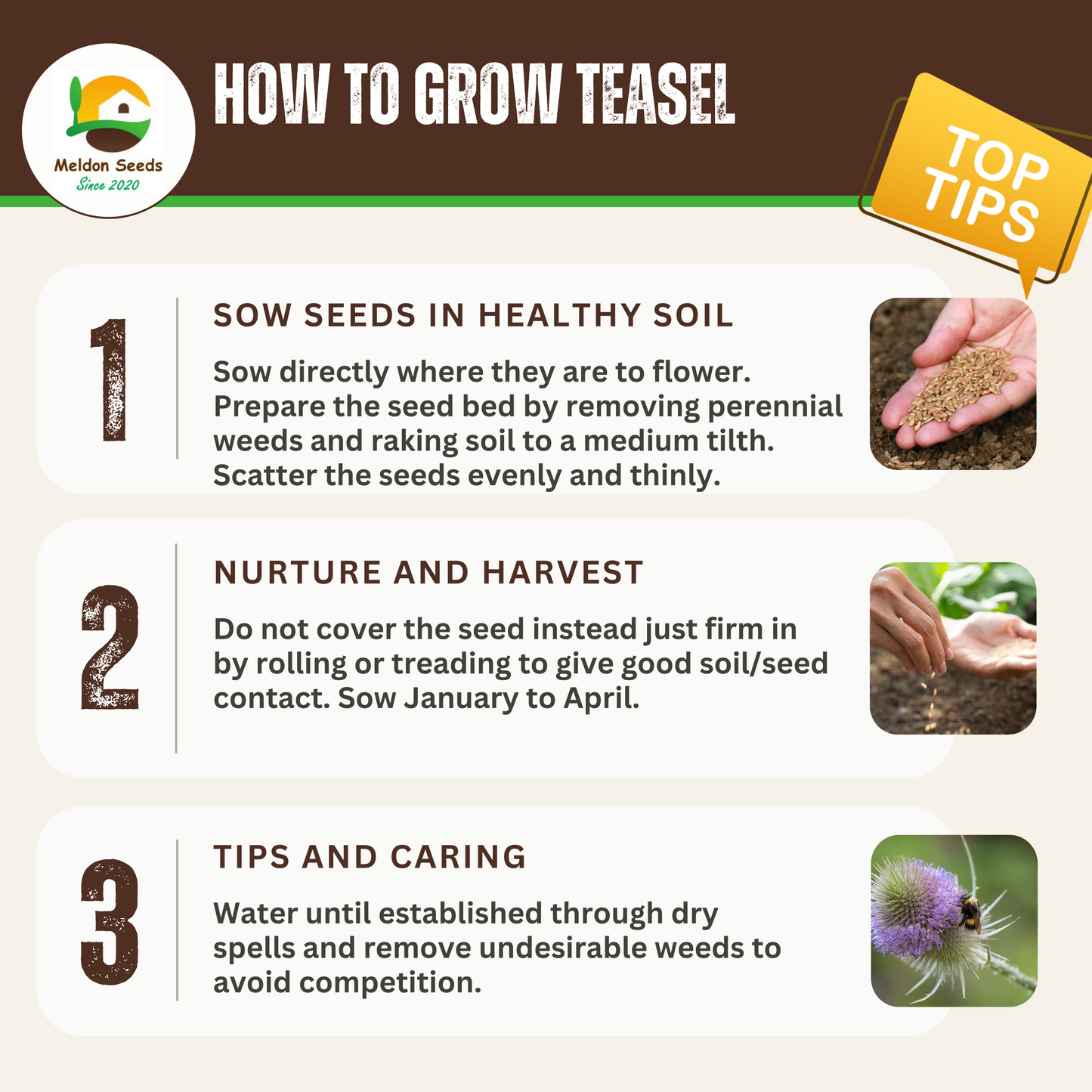 Wildlife Attractive Collection. 5 Native Wild Flower Varieties